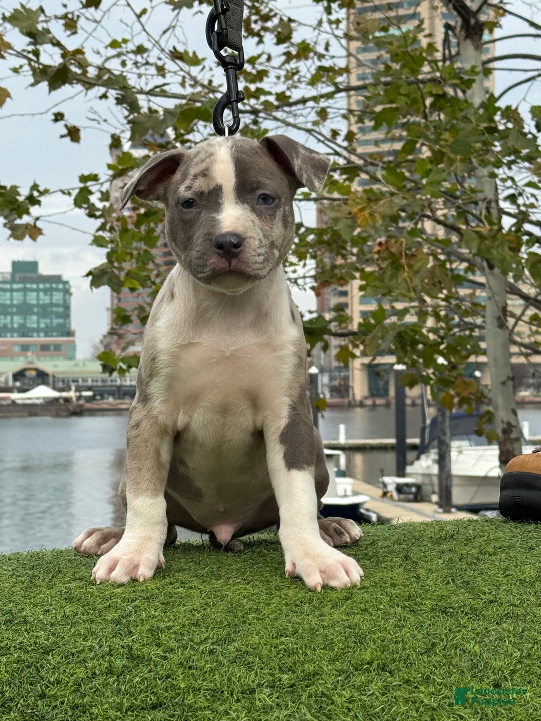 American Bully dogs for sale: Greyjoy  - Ad 31