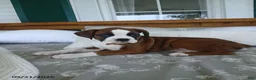 Boxer dogs for sale: Arthur - Ad 3