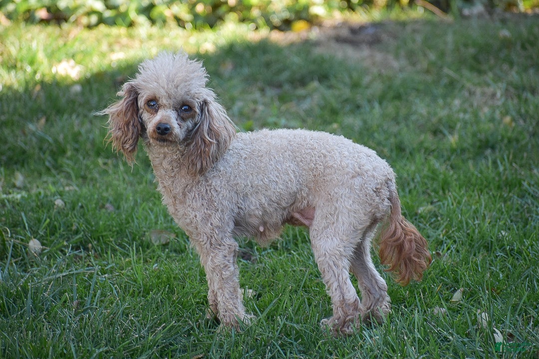 Toy Poodle dogs for sale: Rebecca - Ad 4