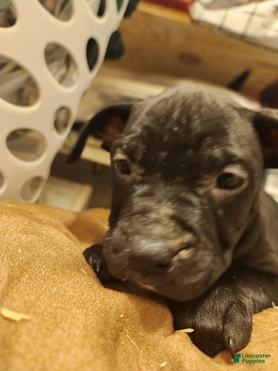 American Pit Bull Terrier dogs for sale: American Pit Bull Terrier 8 - Ad 2