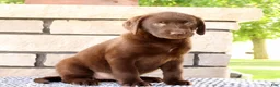 Labrador Retriever dogs for sale: Kelly - Ad 5