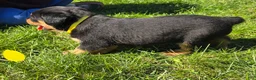 Rottweiler dogs for sale: Rottweiler yellow collar female  - Ad 2