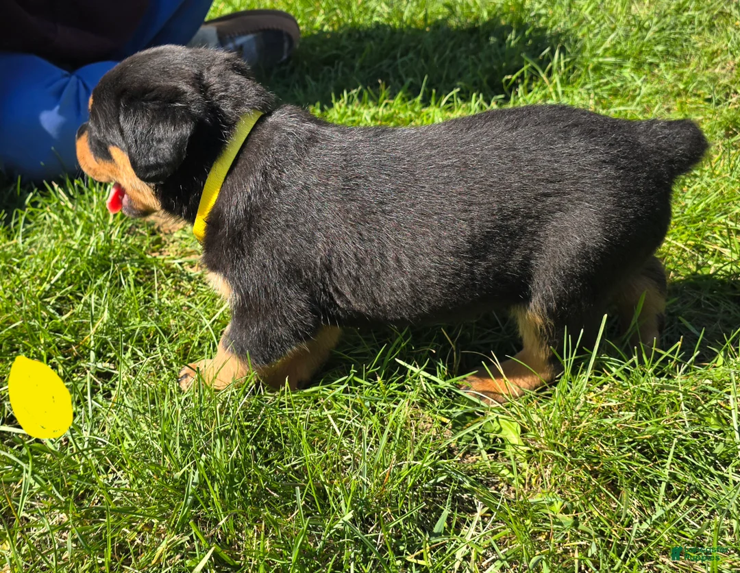 Rottweiler dogs for sale: Rottweiler yellow collar female  - Ad 2