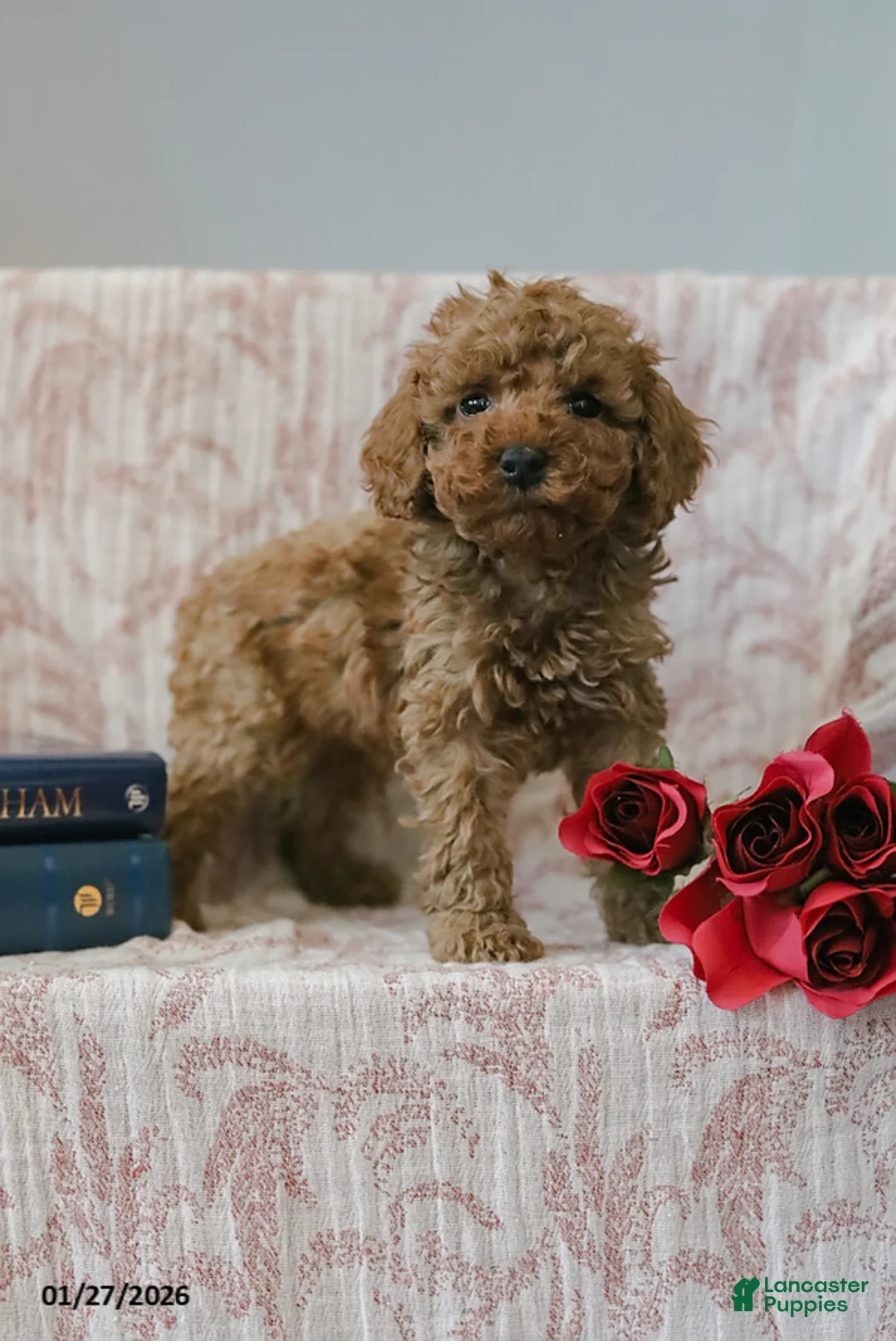 Cockapoo dogs for sale: Jared - Ad 6