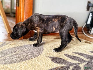 Great Dane dogs Brindle - Ad 18