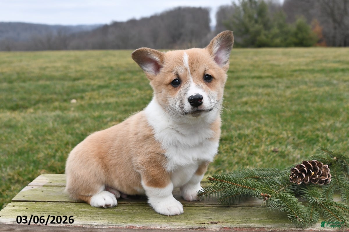 Welsh Corgi Pembroke dogs Buddy - Ad 1