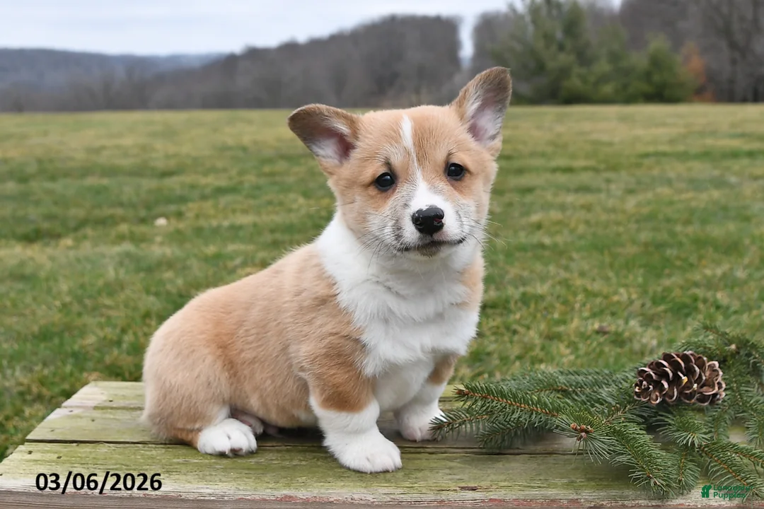 Welsh Corgi Pembroke dogs for sale: Buddy - Ad 1