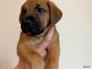 Mixed Breed dogs Rocko - Ad 6