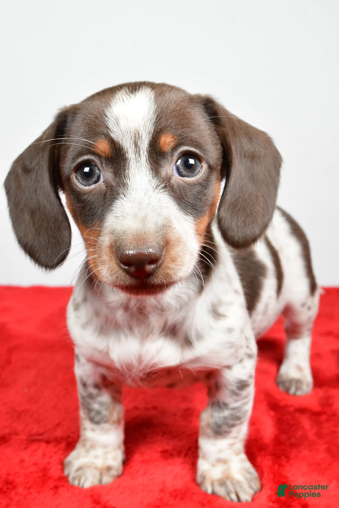 Dachshund dogs for sale: Polly - Ad 7