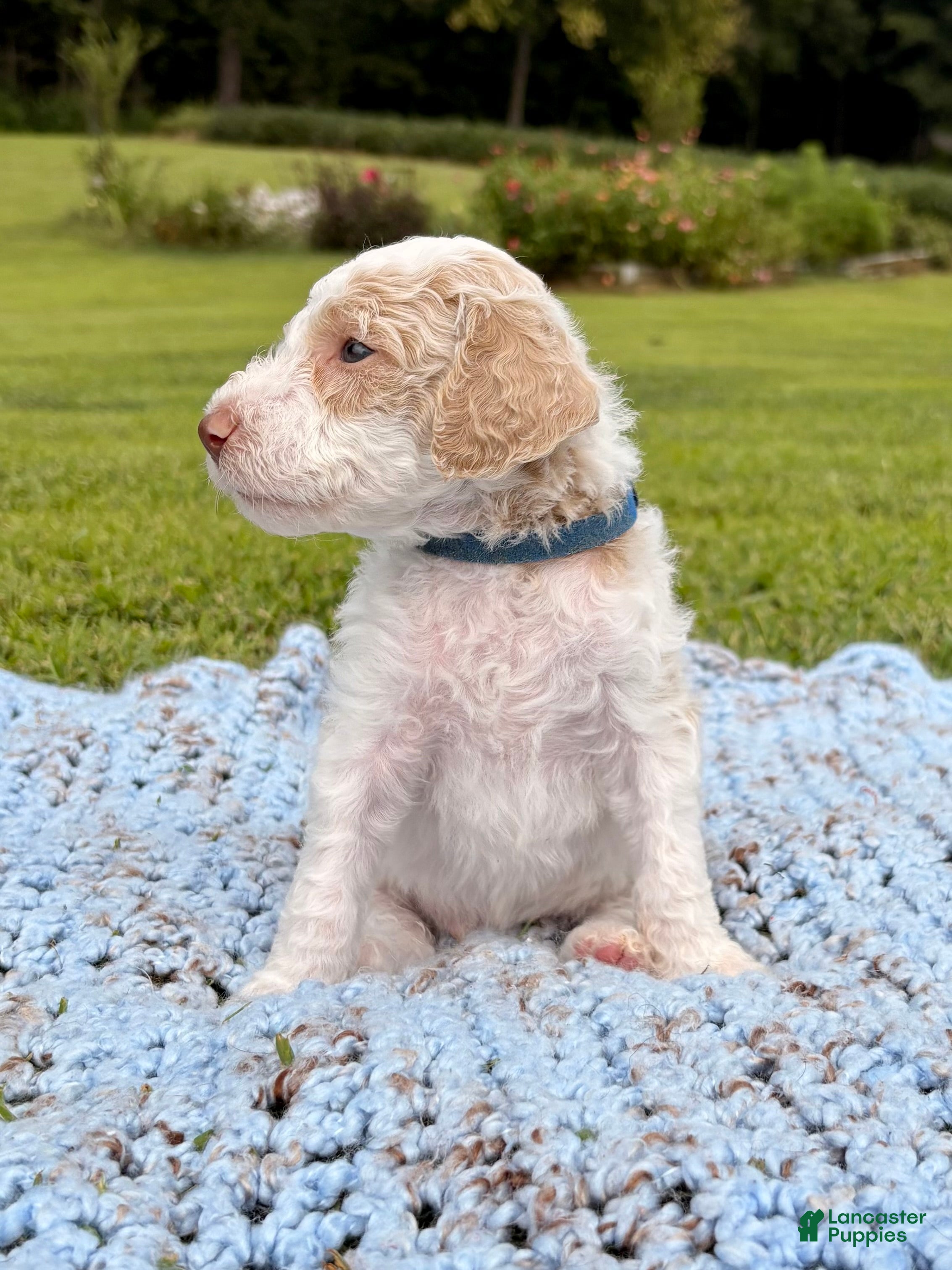 Standard Poodle dogs Navy blue collar - Ad 2