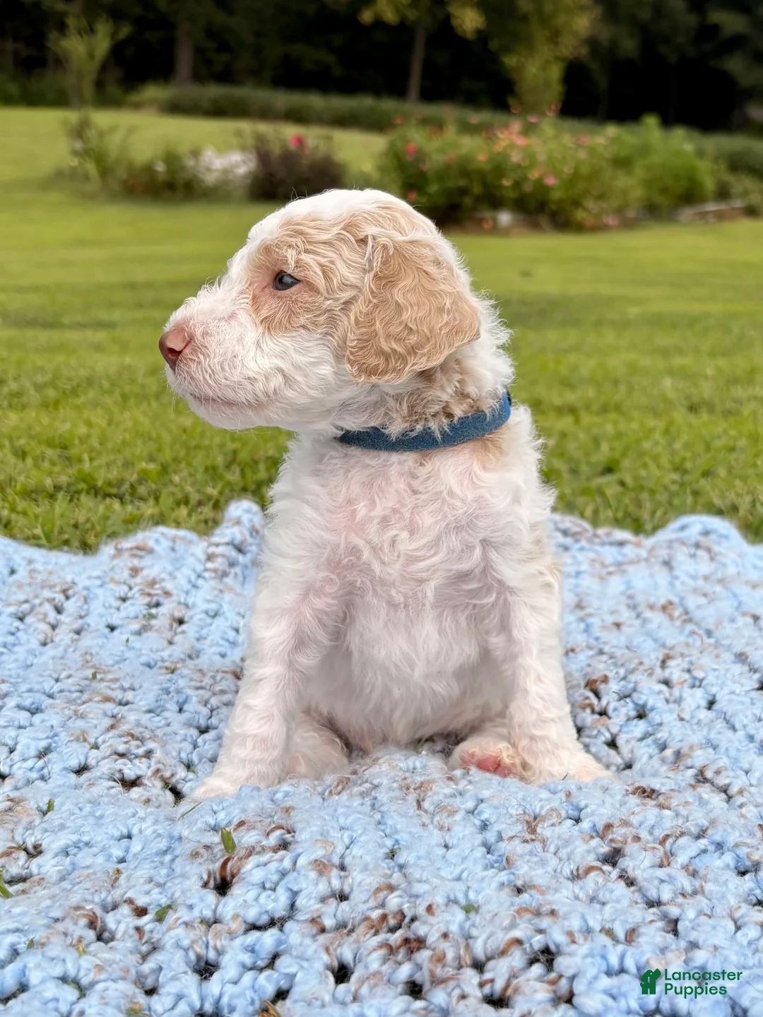 Standard Poodle dogs for sale: Navy blue collar - Ad 2