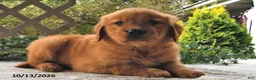 Golden Retriever dogs for sale: Goldie  - Ad 4