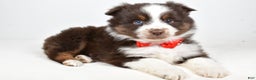 Toy Australian Shepherd dogs for sale: Benny - Ad 2