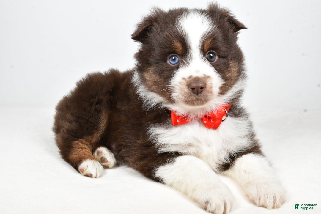 Toy Australian Shepherd dogs for sale: Benny - Ad 2