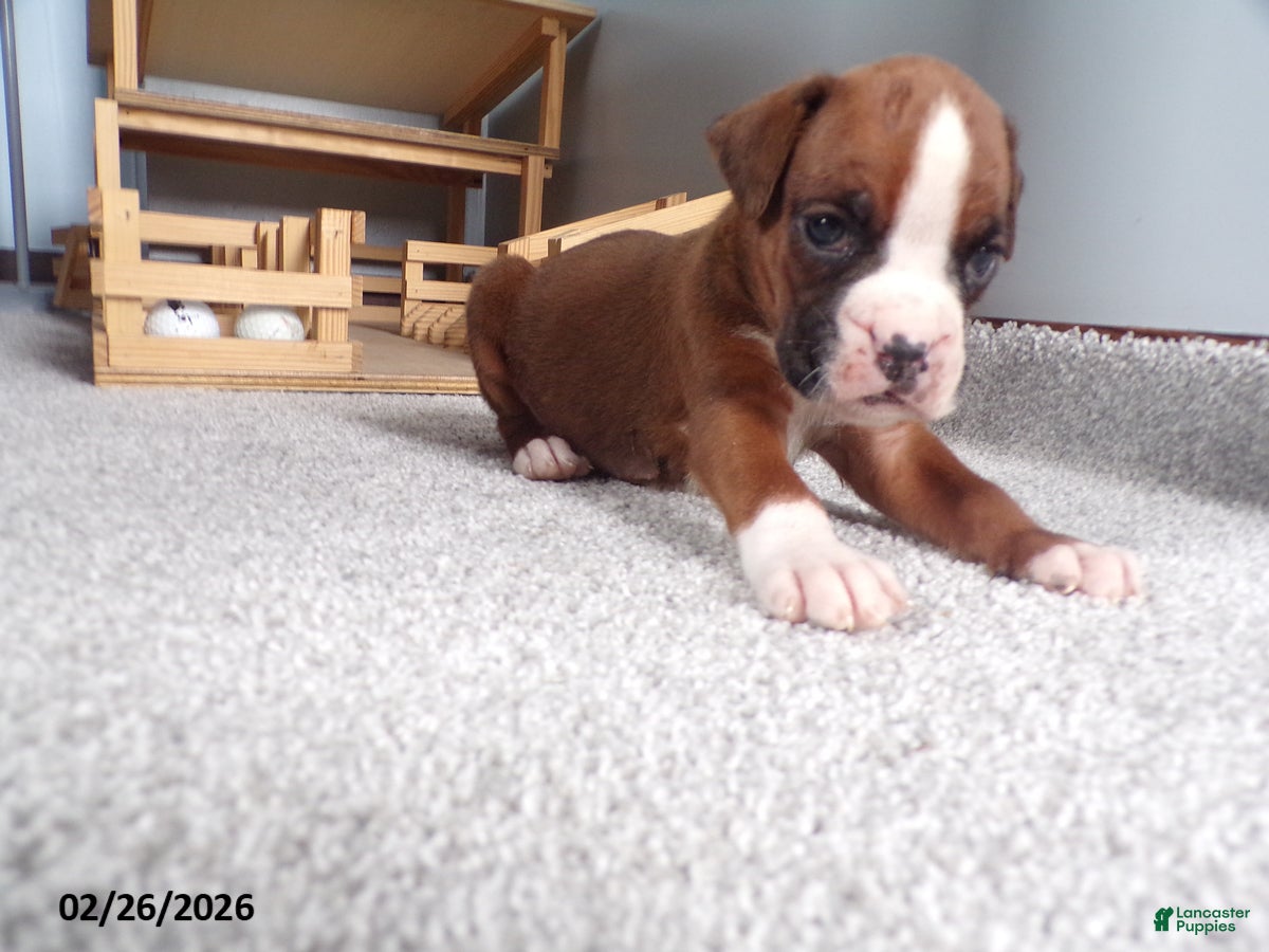 Boxer dogs Wrangler - Ad 2