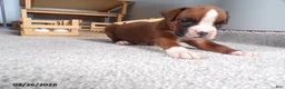 Boxer dogs for sale: Wrangler - Ad 2