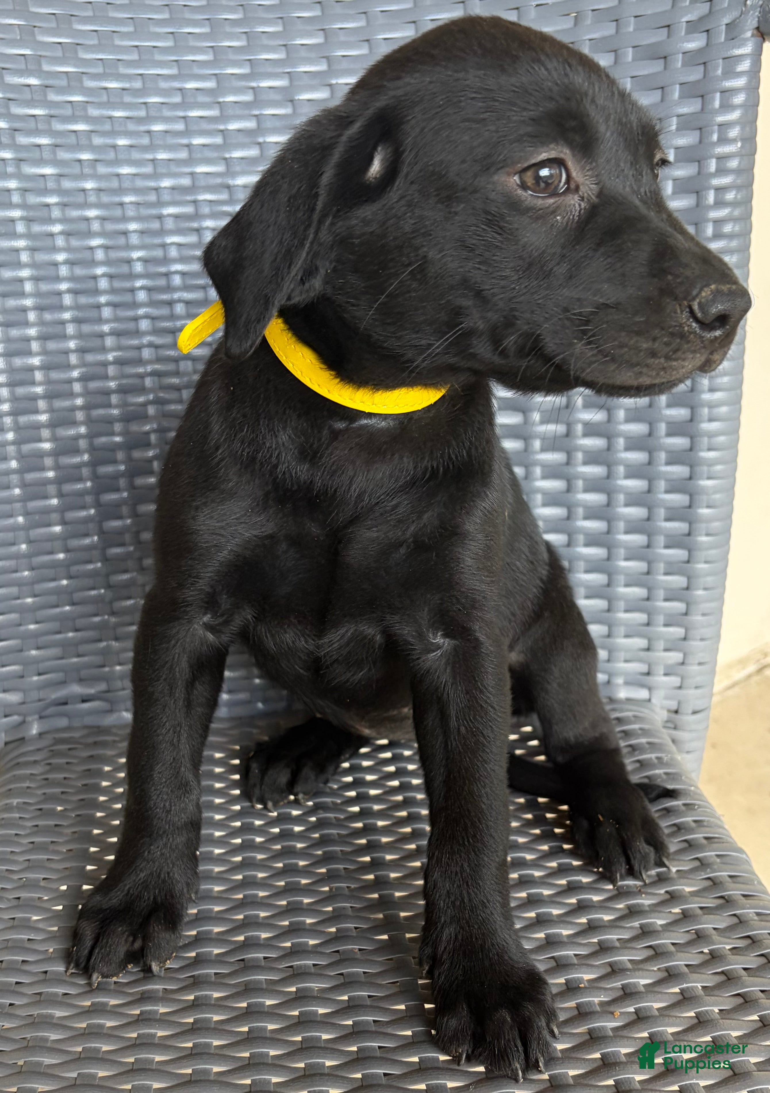 Labrador Retriever dogs Labrador Retriever 9 - Ad 4