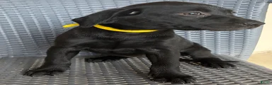 Labrador Retriever 9