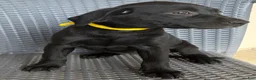 Labrador Retriever dogs for sale: Labrador Retriever 9 - Ad 1