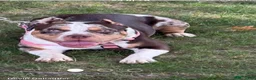 American Bully dogs for sale: American Bully 1 - Ad 6