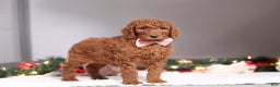 Standard Poodle dogs for sale: Lily - Ad 3