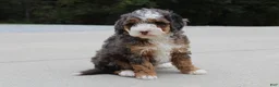 Mini Bernedoodle dogs for sale: Sandy  - Ad 4