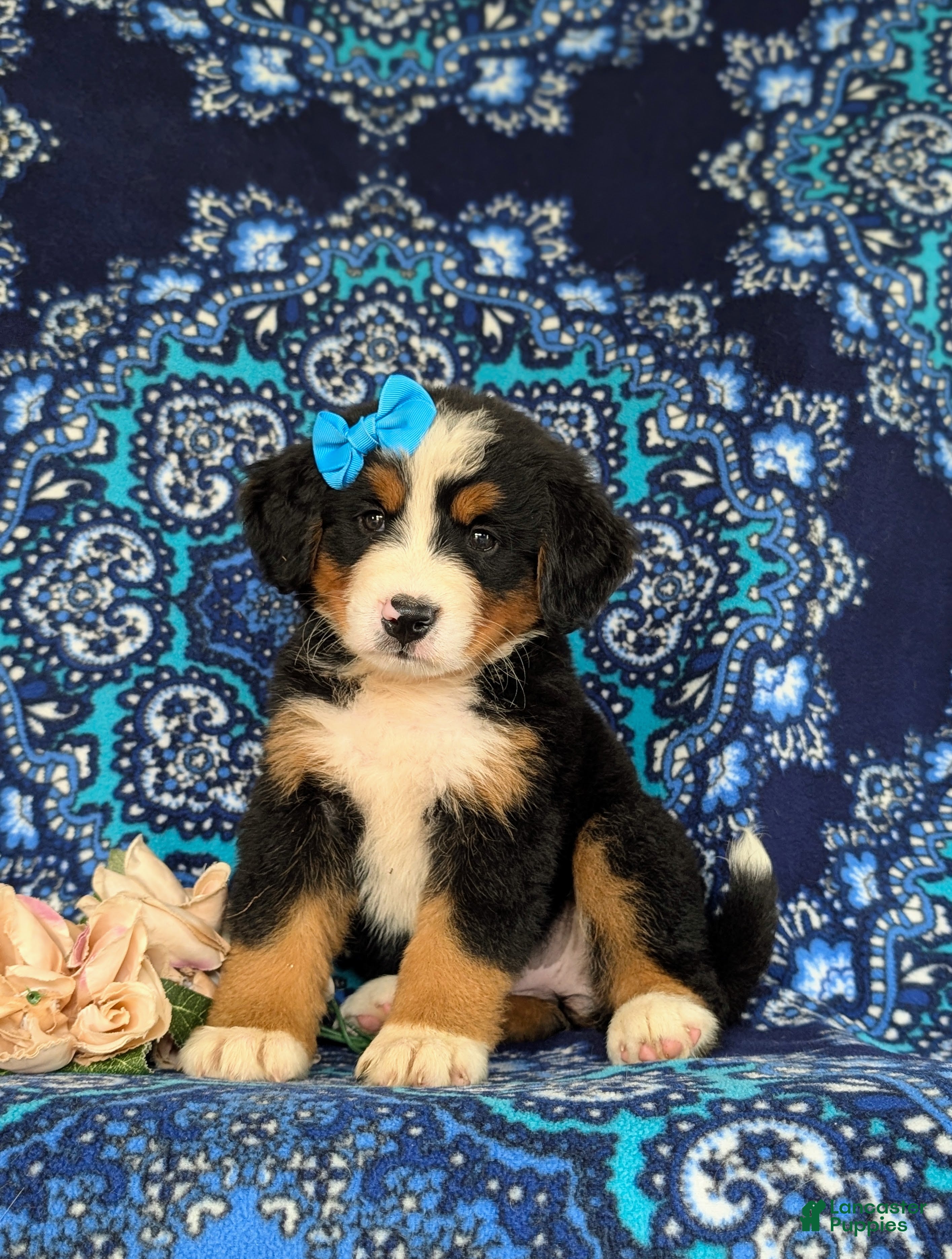 Bernese Mountain Dog dogs for sale: Falon - Ad 1