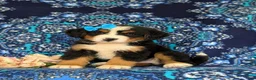 Bernese Mountain Dog dogs for sale: Falon - Ad 1