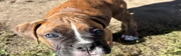 Boxer dogs for sale: Boxer 3 - Ad 6