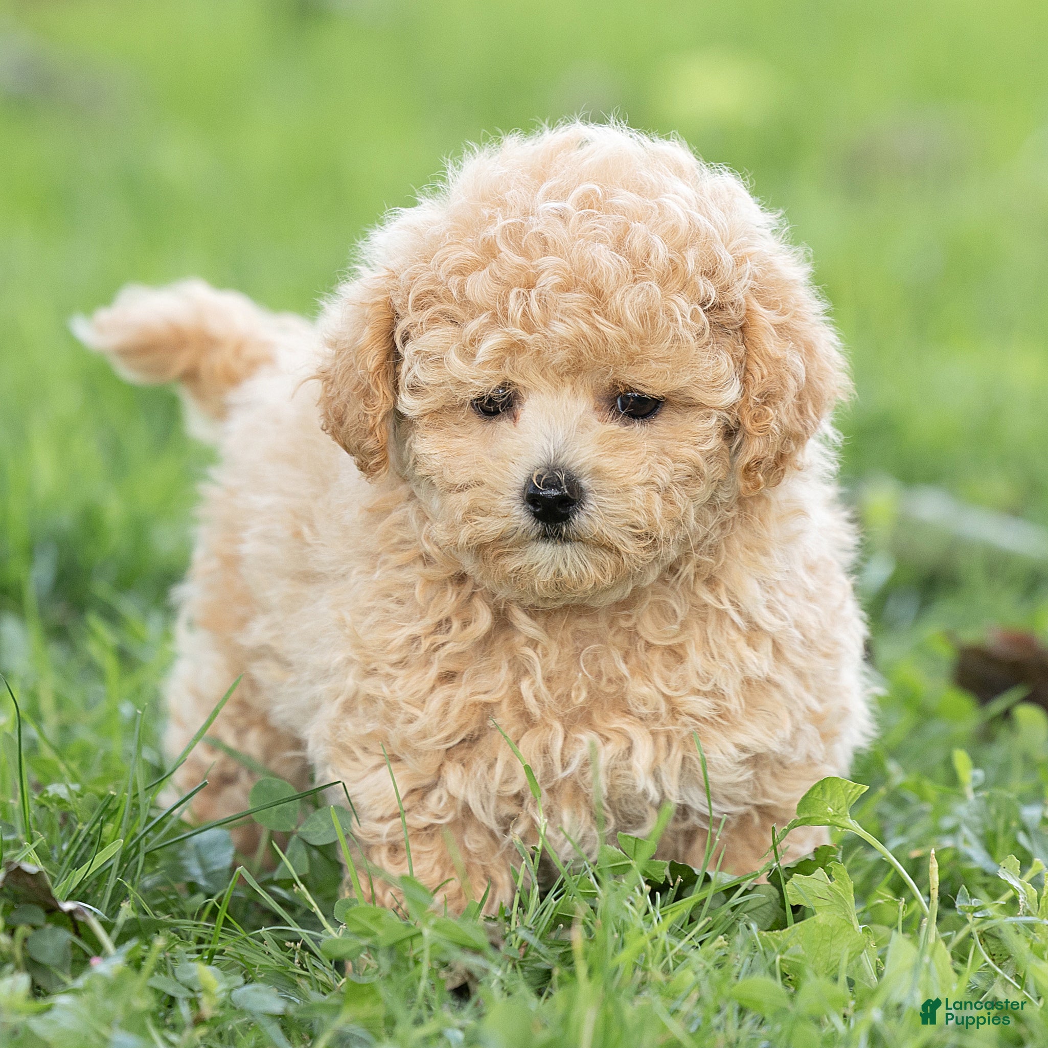 Maltipoo dogs Millie Maltipoo  - Ad 2