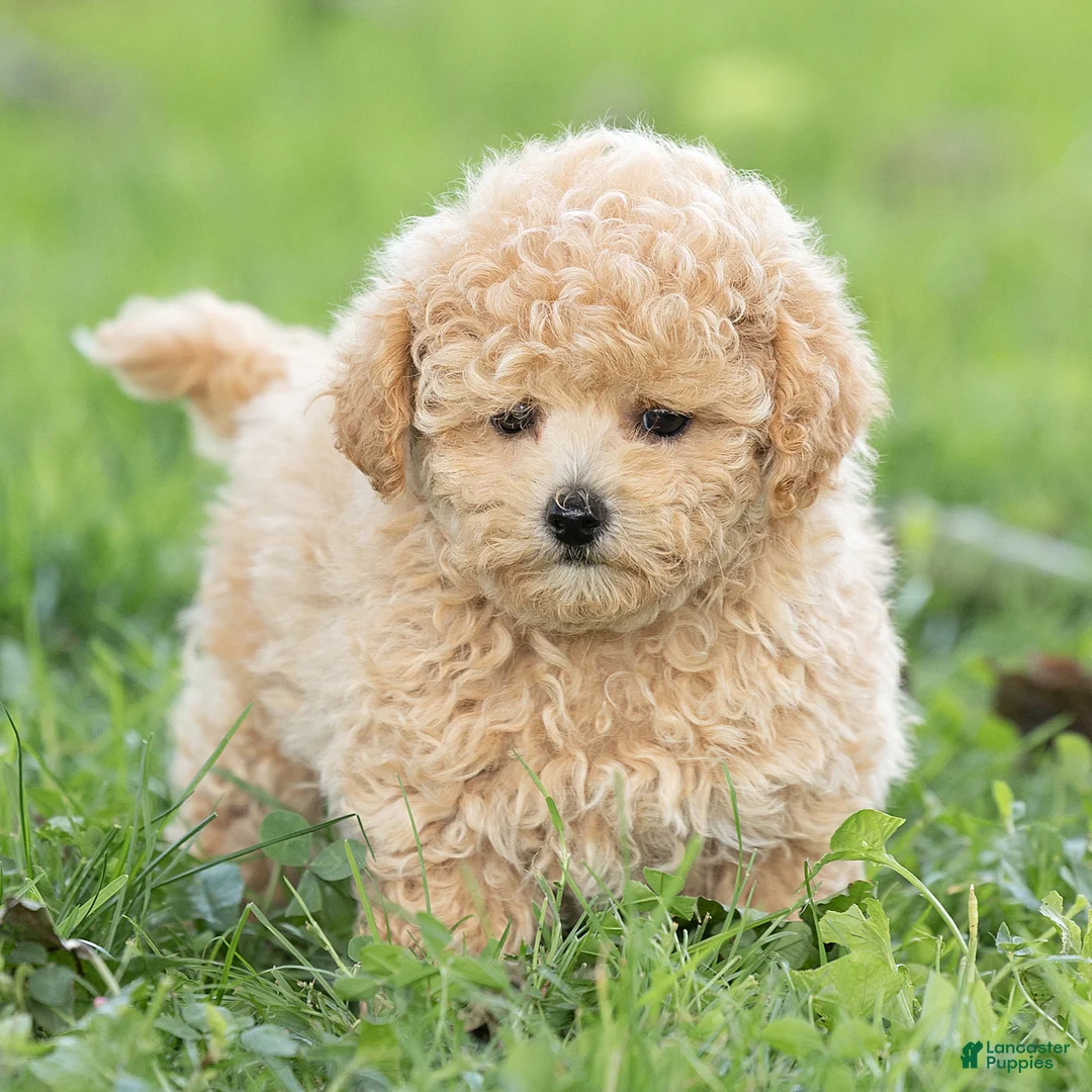 Maltipoo dogs for sale: Millie Maltipoo  - Ad 2