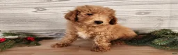 Mini Goldendoodle dogs for sale: Nash - Ad 13