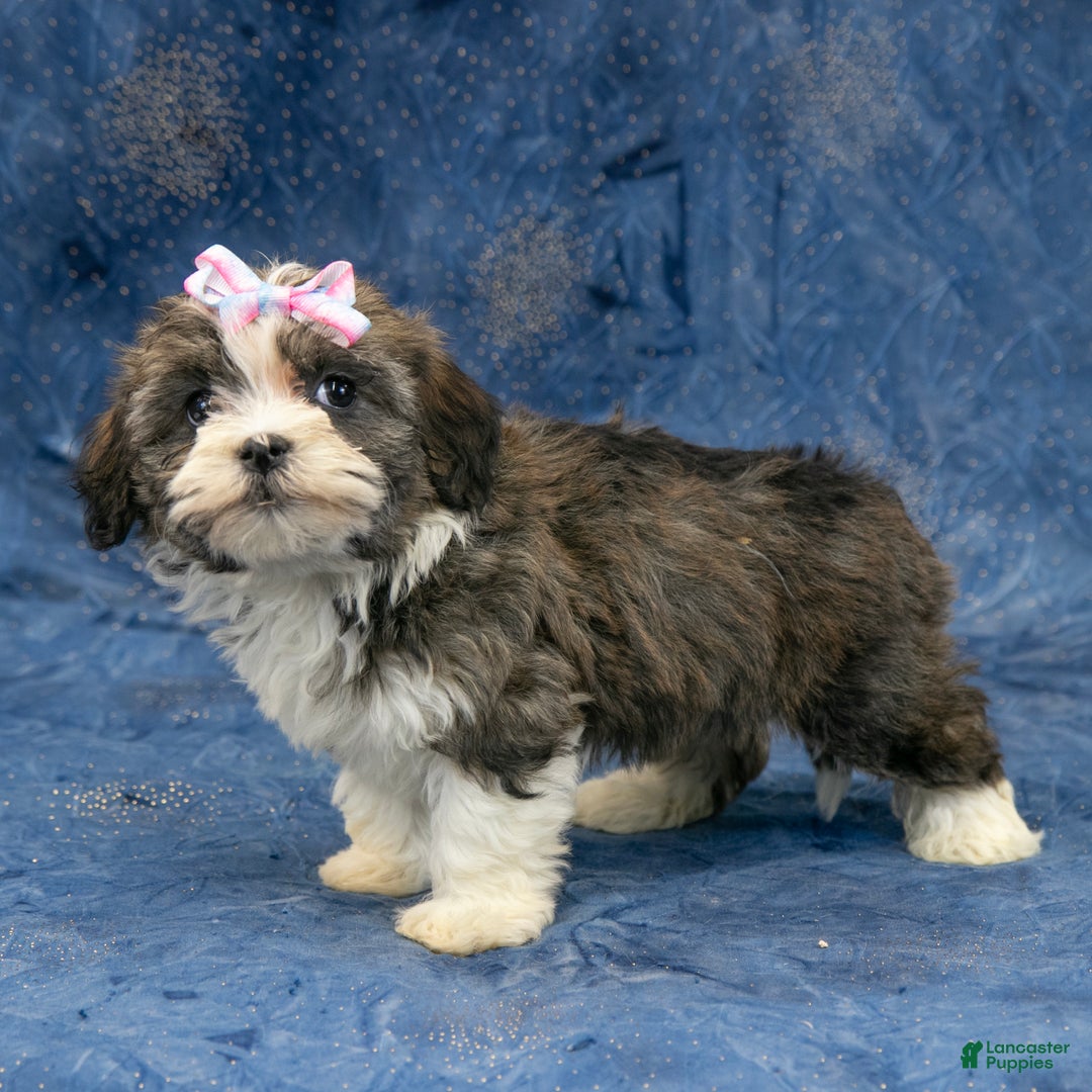 Havanese dogs for sale: Cookie - Ad 4