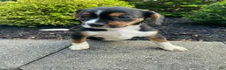 Mixed Breed dogs for sale: Dolly - Ad 11