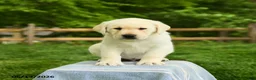 Labrador Retriever dogs for sale: Shogun - Ad 3