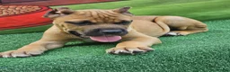 Cane Corso dogs for sale: BONNIE - Ad 8