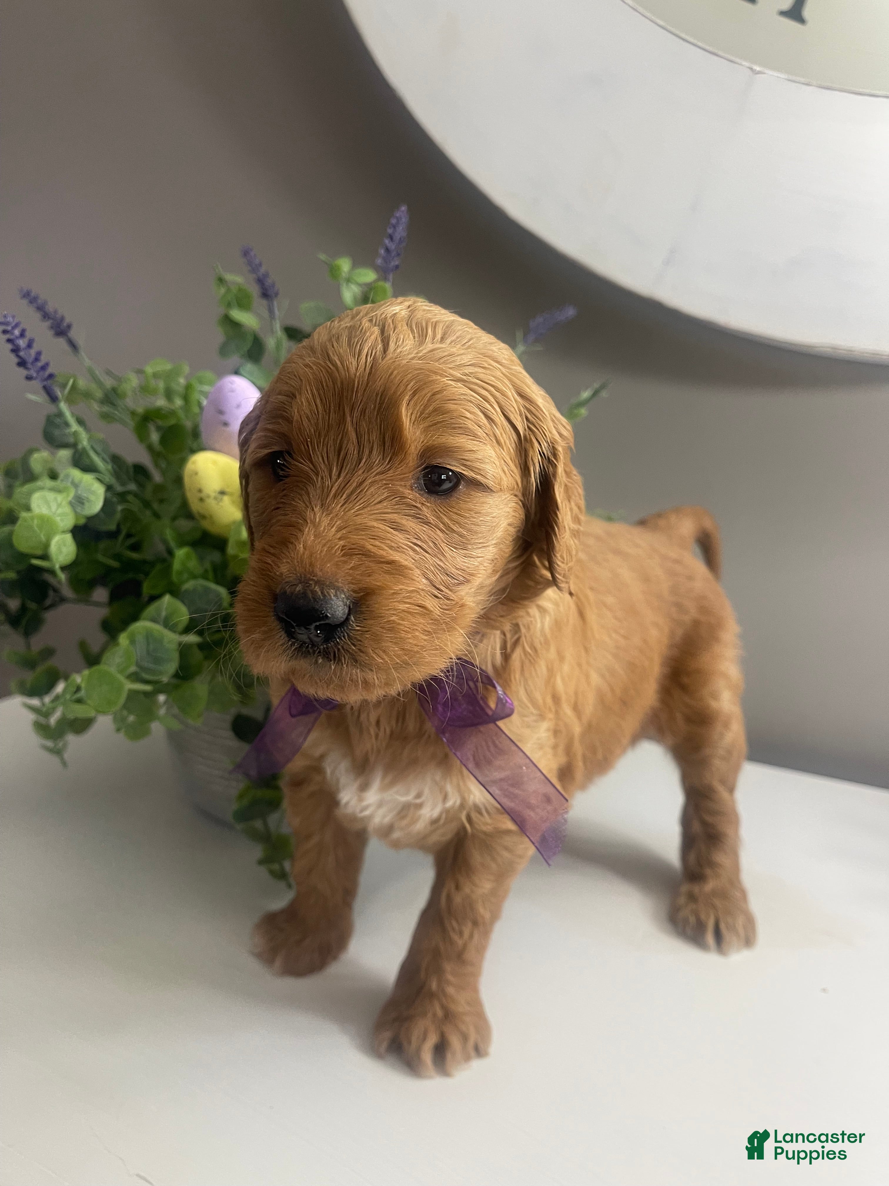 Goldendoodle dogs Sunny RESERVED - Ad 2