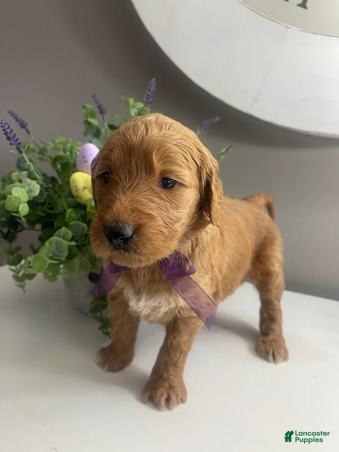 Goldendoodle dogs for sale: Sunny RESERVED - Ad 2