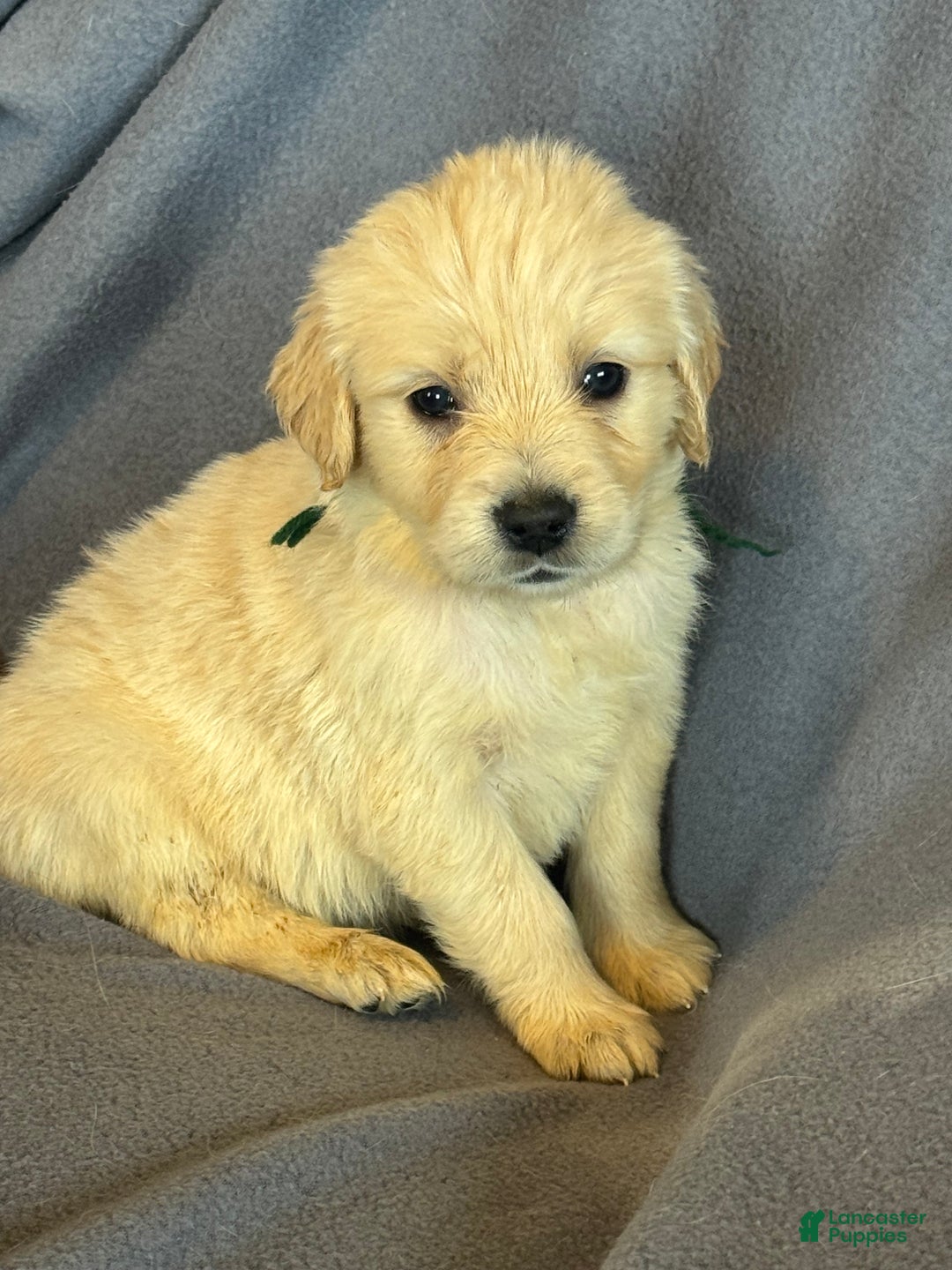 Golden Retriever dogs for sale: Green male -Penny  - Ad 4