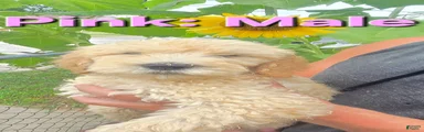 Goldendoodle Pink