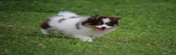 Pomsky dogs for sale: Tessa - Ad 3