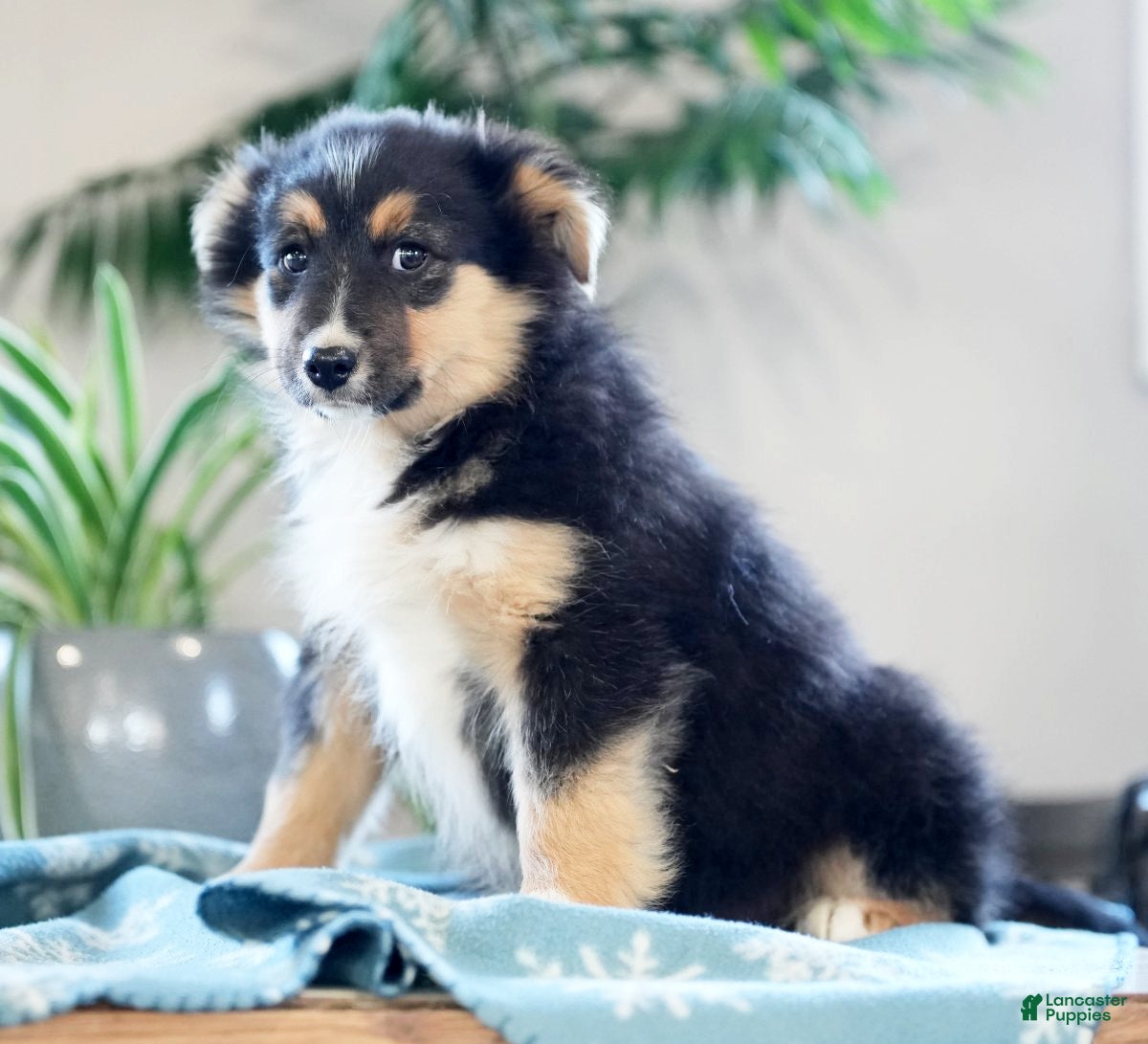 Australian Shepherd dogs Shelly - Ad 35
