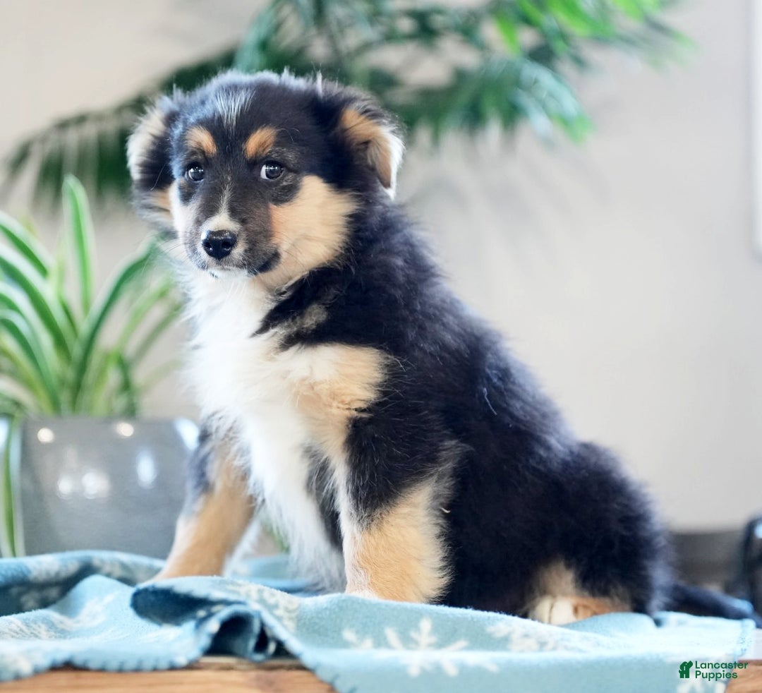 Australian Shepherd dogs for sale: Shelly - Ad 1