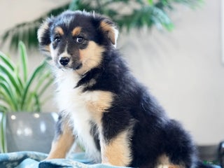 Australian Shepherd dogs Shelly - Ad 36