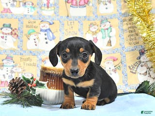 Miniature Dachshund dogs Macey - Ad 25