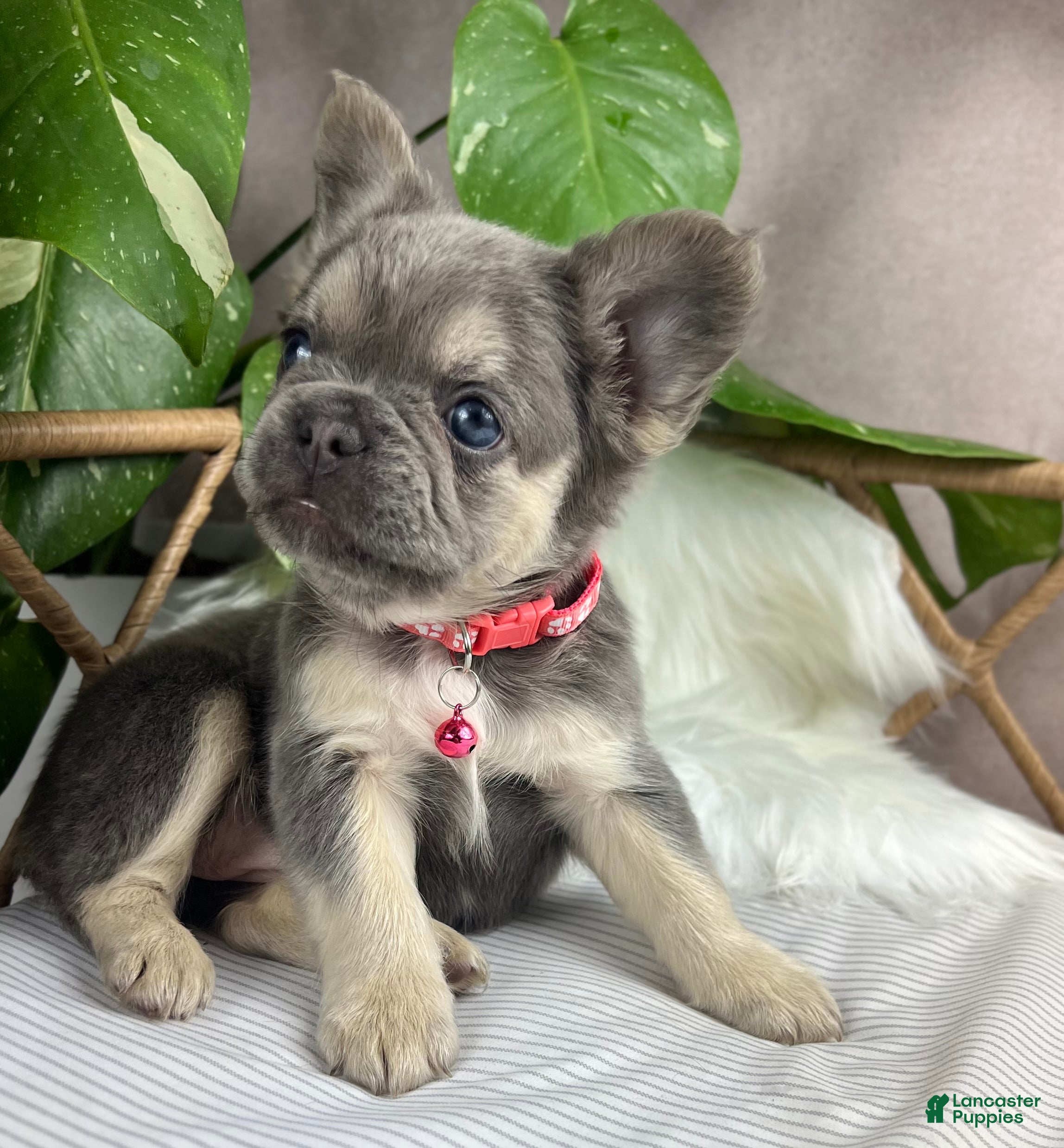 French Bulldog dogs Ember - Ad 2
