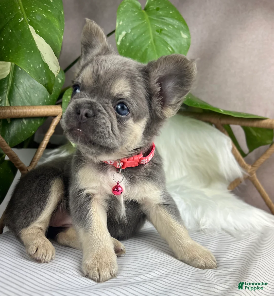 French Bulldog dogs for sale: Ember - Ad 2