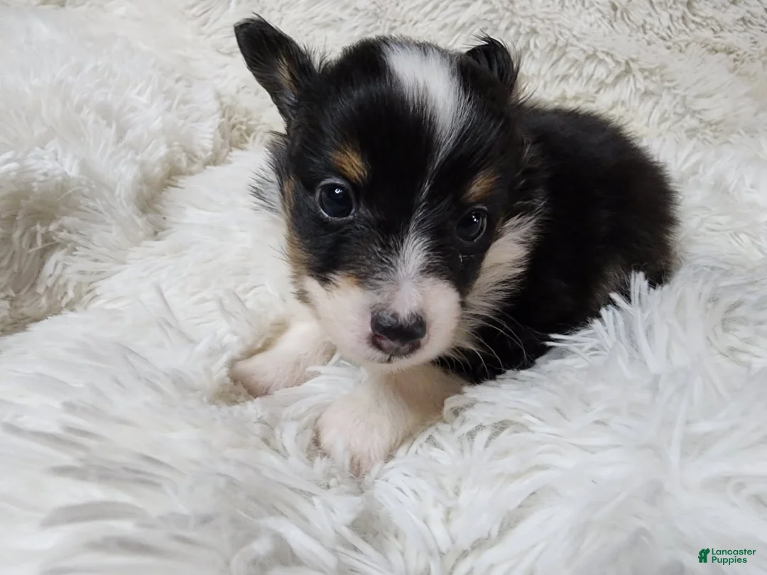 Shetland Sheepdog dogs for sale: Macke - Ad 1