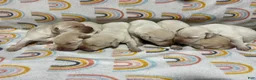 Labrador Retriever dogs for sale: Labrador Retriever Puppy 2 - Ad 2
