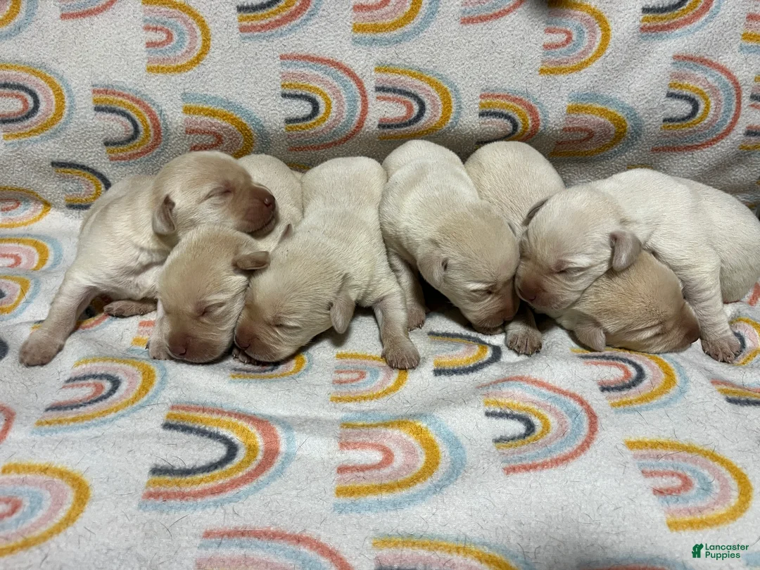 Labrador Retriever dogs for sale: Labrador Retriever Puppy 2 - Ad 2